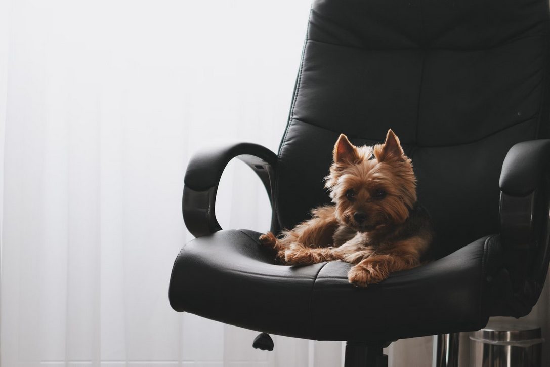 a dog in a chair