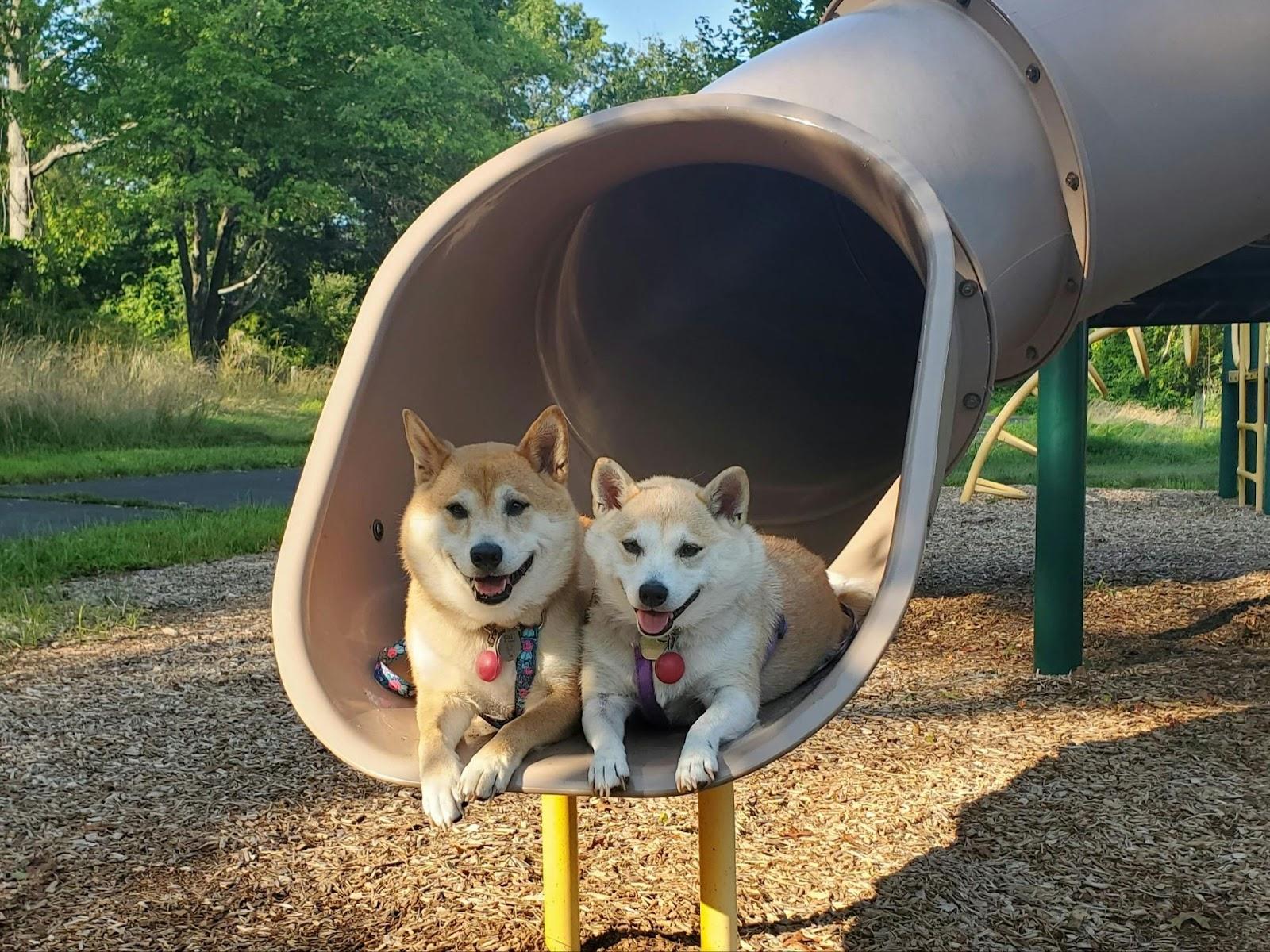 two dogs